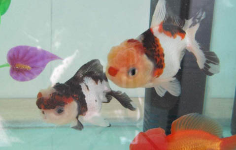 金魚趴在缸底不動咋回事
