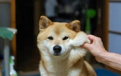 南寧哪里有賣柴犬