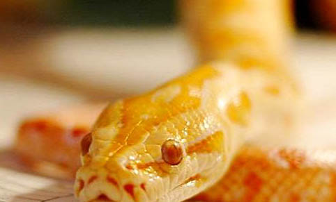 黃金蟒在哪里可以買得到