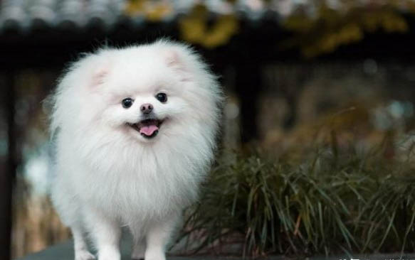 博美犬性格特點