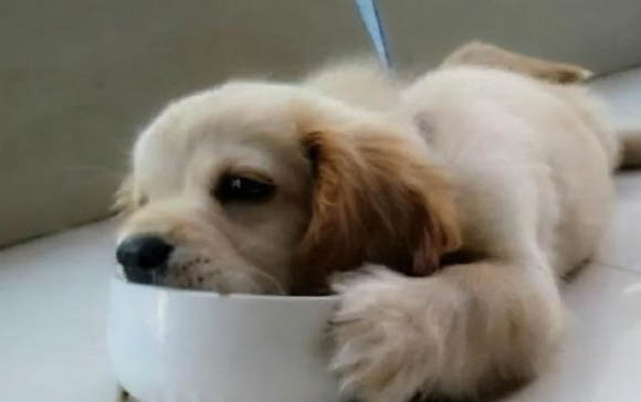 狗狗內臟受損能自己恢復嗎？