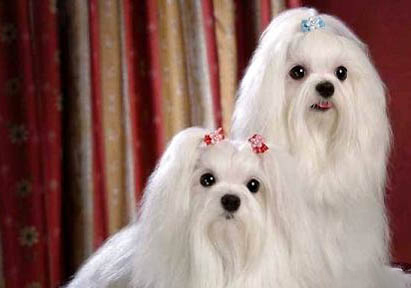 馬爾泰和馬爾濟斯區別