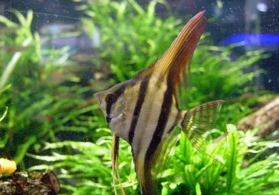 埃及陸龜品種簡(jiǎn)介