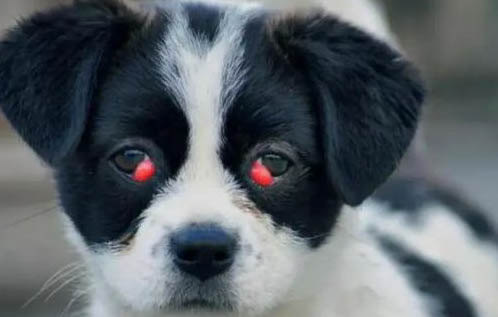 狗狗來大姨媽來幾天?