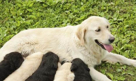 狗狗撕扯狗窩的原因及處理方法