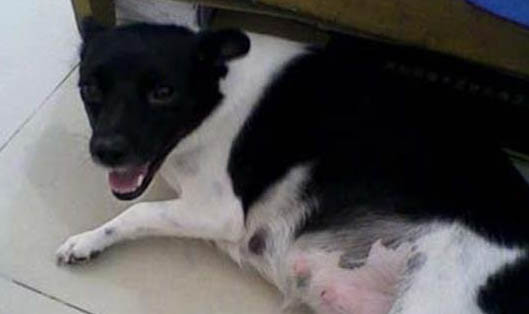 母犬子宮有炎癥如何用藥