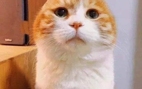 貓咪懷孕后幾個月生寶寶