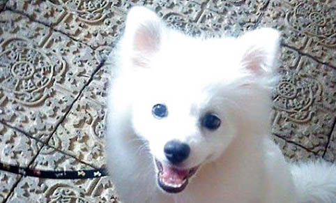 銀狐犬和博美哪個貴