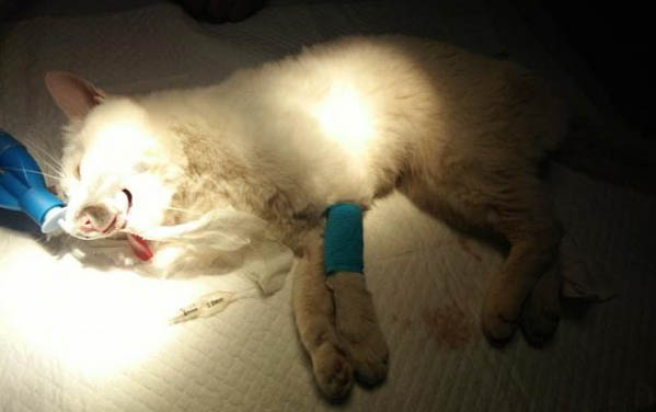 狗狗平均壽命是多少