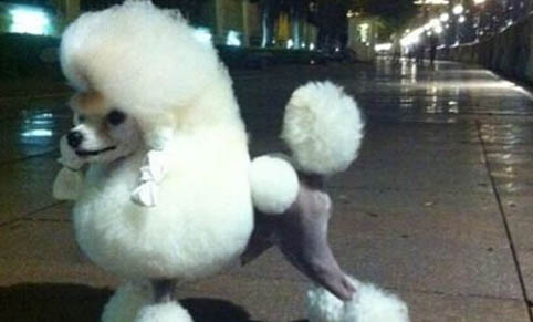 貴賓犬如何養