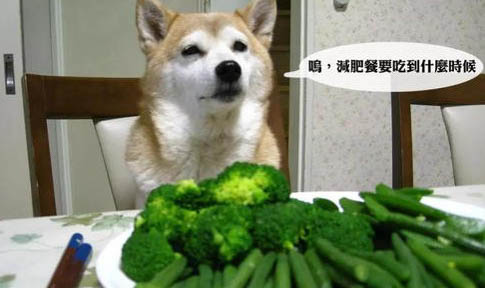 狗狗腸胃炎禁食幾天能好