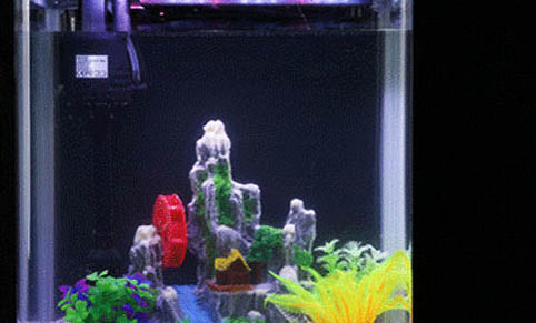 適合新手養的小型觀賞魚大全