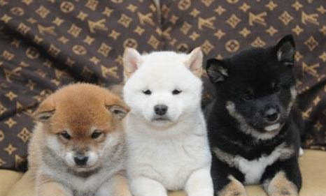 如何訓練柴犬