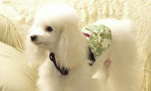 貴賓犬分娩需要多長時間