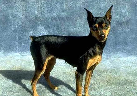 拳師犬與杜賓哪個好