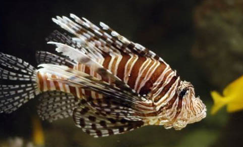 養(yǎng)魚養(yǎng)幾條好?