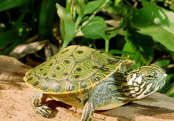 甜甜圈龜能和草龜混養(yǎng)嗎