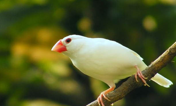 文鳥多久好養