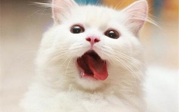 小貓突然嘔吐,可能是以下幾個原因: