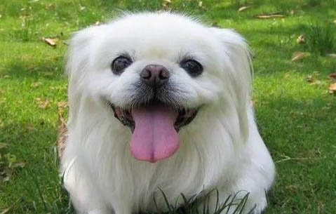 北京犬嘔吐不吃東西的原因及處理方法