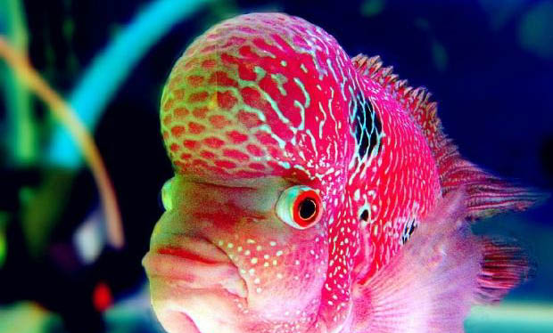 羅漢魚不起頭的原因