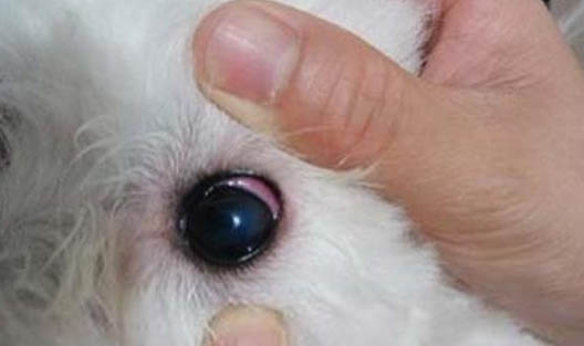 狗狗總是流眼淚