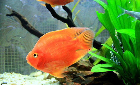 白點病魚怎么治療