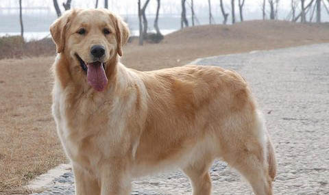 金毛犬能吃菠蘿蜜嗎