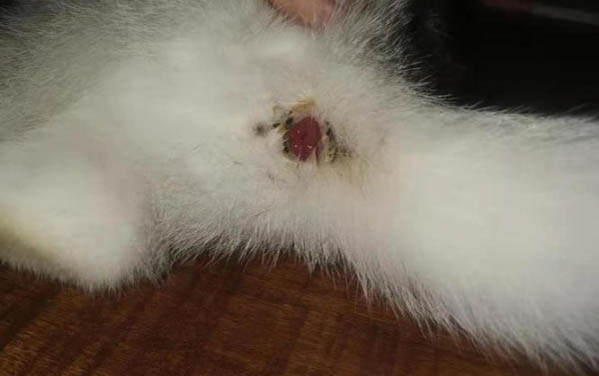 3個月大的小貓正常體重是多少