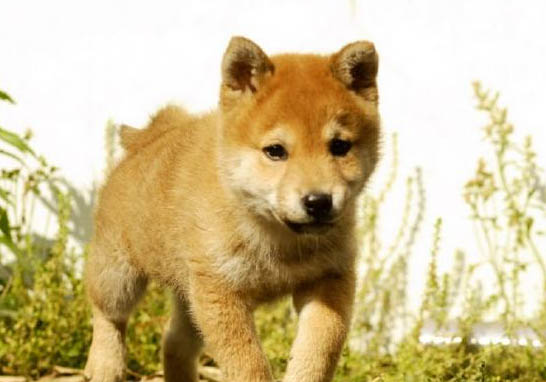 柴犬感冒咳嗽怎么治療