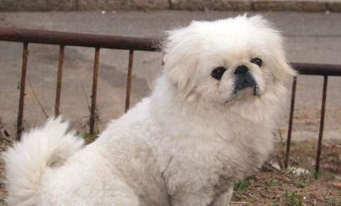 犬螨蟲病癥狀
