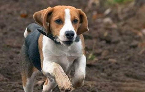 比格犬價格多少錢一只