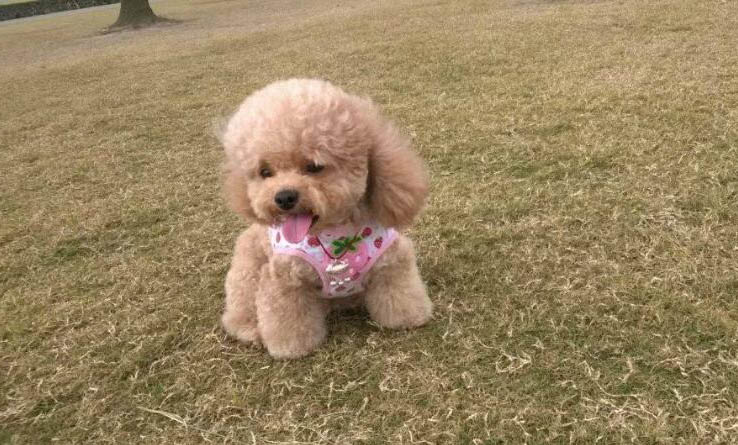 但不擾民的小型犬有哪些