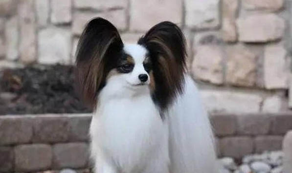 蝴蝶犬老喝水的原因及處理方法