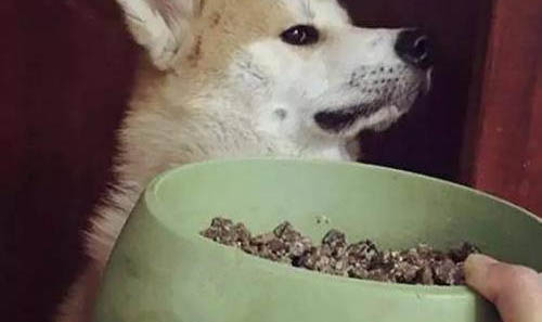狗可以吃蛋白嗎熟的
