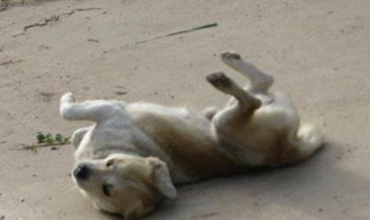 狗擠肛門腺是為什么