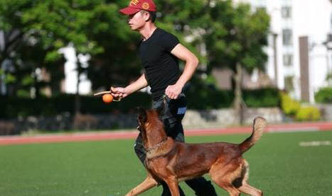 哪里有寵物訓犬學校
