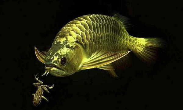 魚跳出魚缸死了是征兆