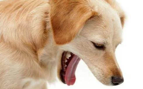 狗狗呼吸道感染可以自愈嗎