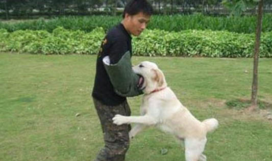 狗支氣管肺炎如何治療