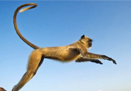 緬甸金絲猴多少錢一只