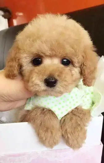 狗狗干咳喉嚨卡東西似的