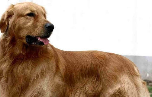 狗狗四腳朝天扭動的原因及處理方法