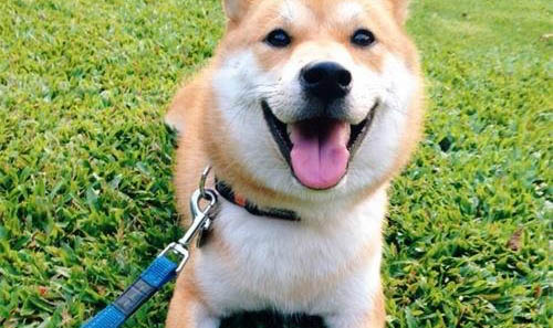 狗狗一直抖是怎么回事兒