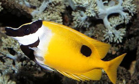 三伏天能釣魚嗎