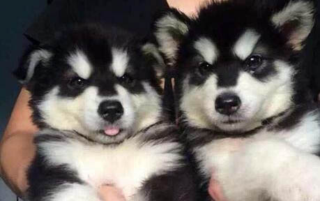 養(yǎng)阿拉斯加犬有什么好處和壞處嗎