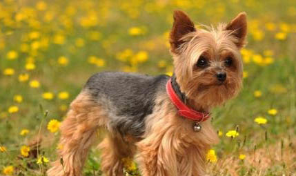 小體約克夏能活多久