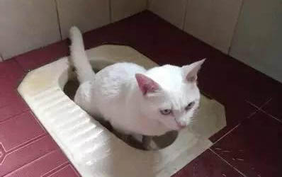 小貓怎么辨別公母