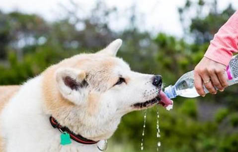 狗狗皮膚有傷口涂什么藥可以愈合