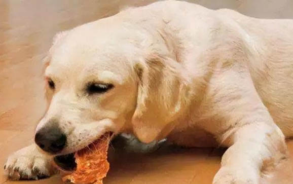 狗狗心臟肥大一定要吃藥